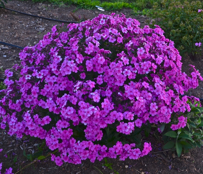 'Cloudburst' - Phlox hybrid from Kings Garden Center