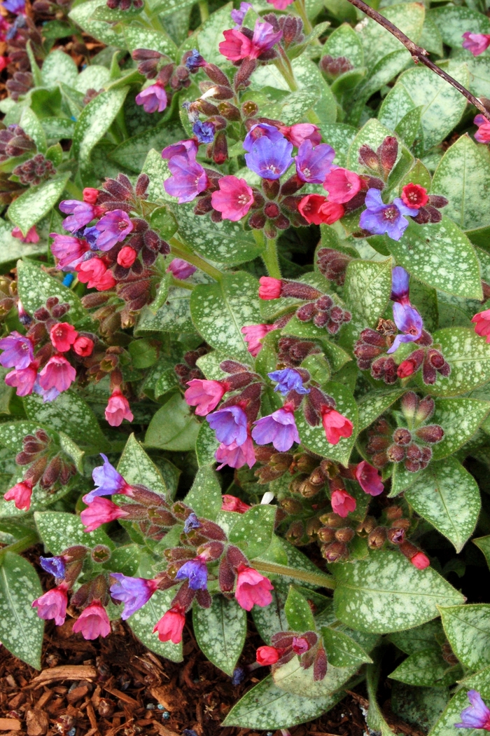 Lungwort - Pulmonaria from Kings Garden Center