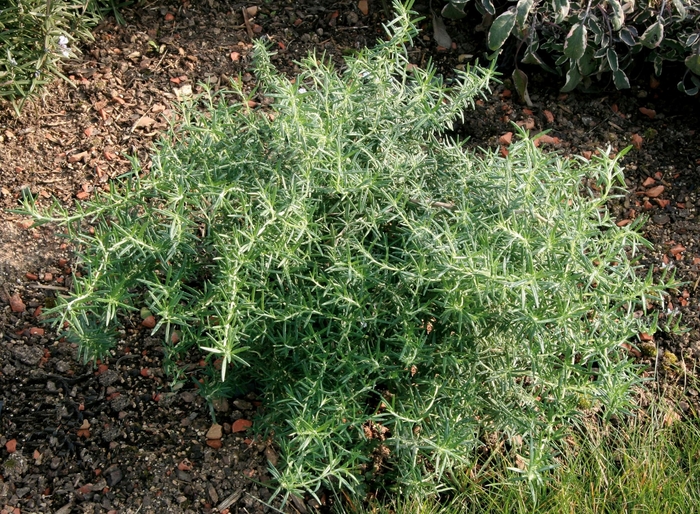 Rosemary - Rosmarinus officinalis 'Prostatus' from Kings Garden Center
