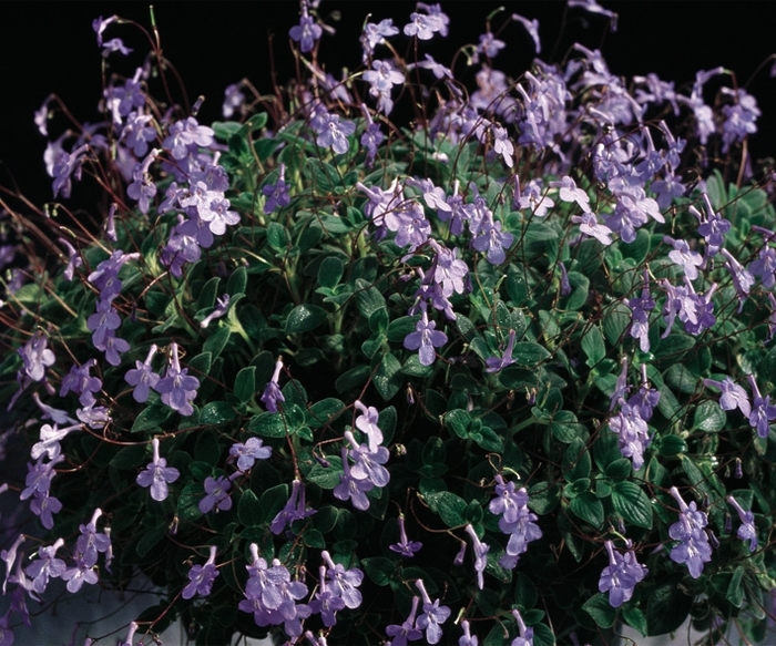 Streptocarpella - Streptocarpella saxorum 'Concord Blue' from Kings Garden Center