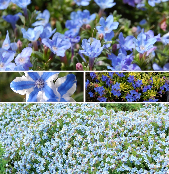 Lithodora - Lithodora diffusa 'Grace Ward' from Kings Garden Center