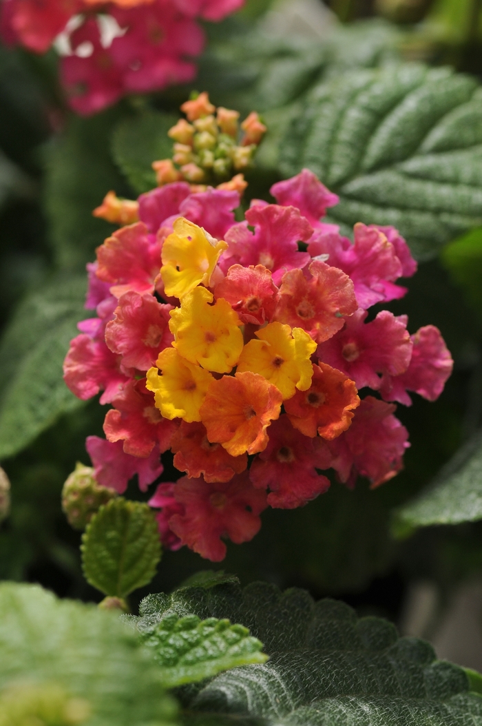 Little Lucky Hot Pink Lantana - Lantana camara 'Little Lucky Hot Pink' from Kings Garden Center
