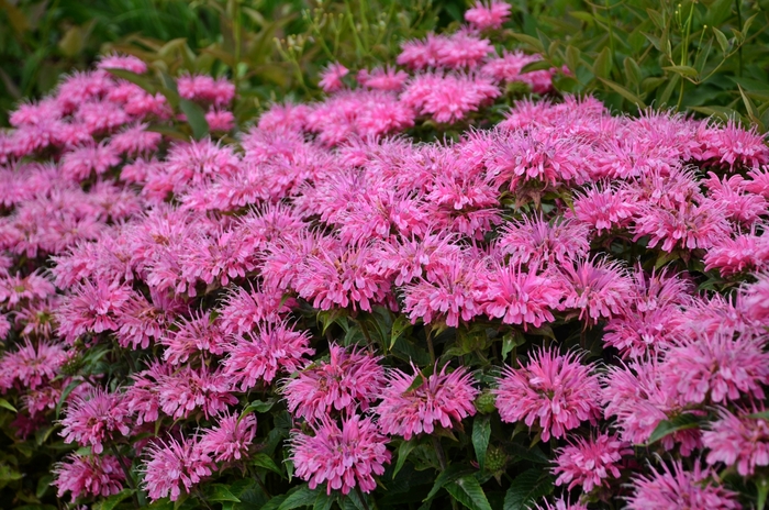 Bee Balm - Monarda didyma 'Bubblegum Blast' from Kings Garden Center