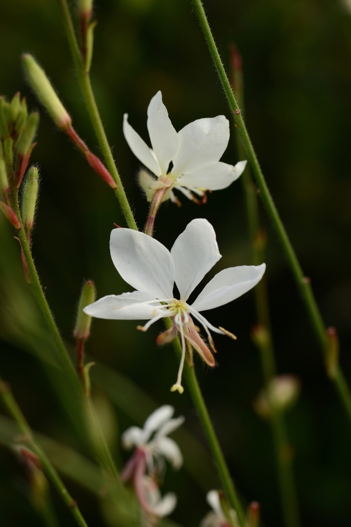 Belleza Pink Gaura - Gauara lindheimeri 'Belleza White' from Kings Garden Center
