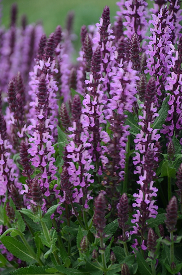 Meadow Sage - Salvia nemorosa 'Pink Profusion' from Kings Garden Center