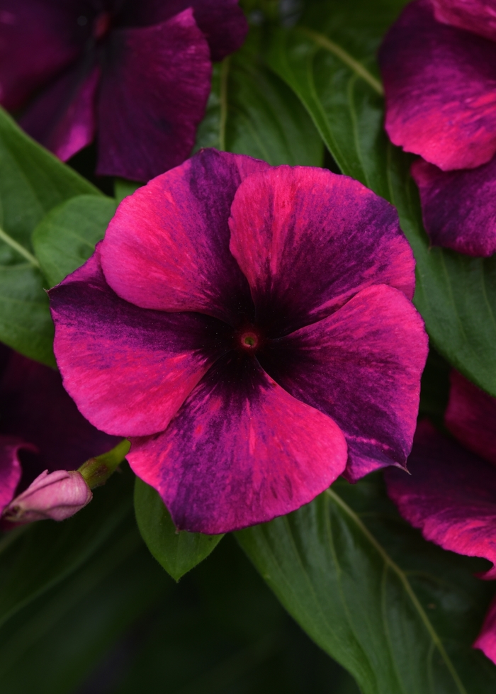 Periwinkle - Catharanthus roseus 'Tattoo Black Cherry' from Kings Garden Center
