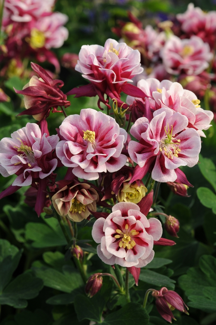 Columbine - Aquilegia vulgaris 'Winky Double Red & White' from Kings Garden Center