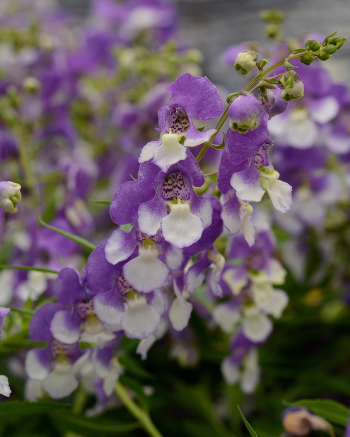 Summer snapdragon - Angelonia 'Angelmist Spreading Bluebird' from Kings Garden Center
