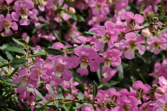 Summer snapdragon - Angelonia 'Angelmist Spreading Pink' from Kings Garden Center