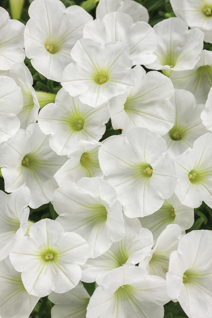 Supertunia Petunia - Petunia 'Supertunia White Charm' from Kings Garden Center