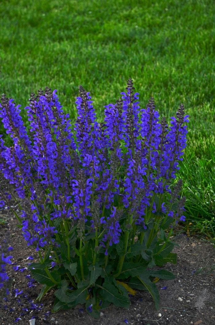 Fashionista™ Midnight Model Sage - Salvia pratensis from Kings Garden Center
