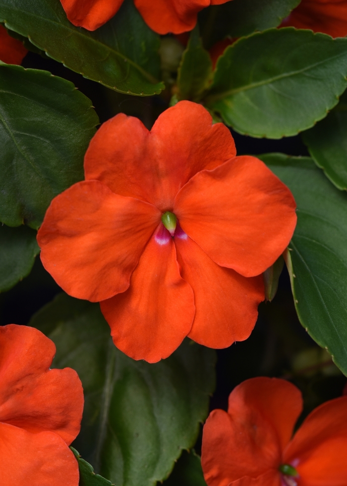 Impatiens Beacon™ - Impatiens walleriana 'Beacon Orange' from Kings Garden Center