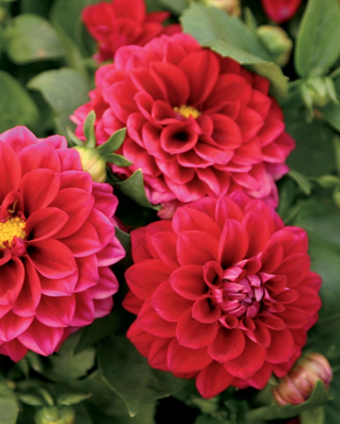 Dalina® Midi Mariana - Dahlia hybrid from Kings Garden Center