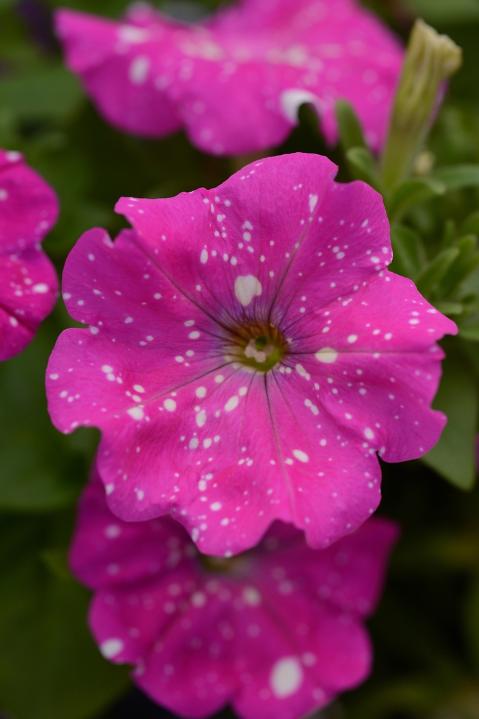 Headliner™ Pink Sky - Petunia x hybrida from Kings Garden Center