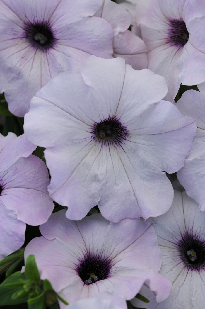 Easy Wave® Silver - Petunia hybrida from Kings Garden Center