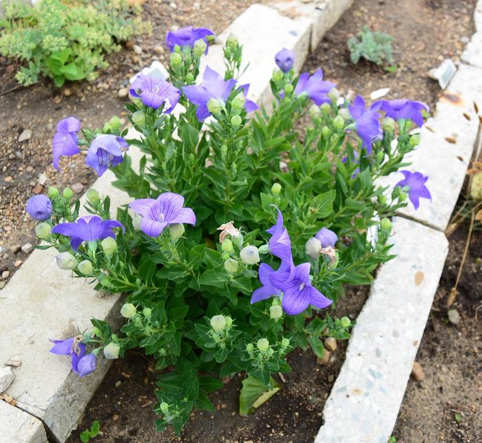 Balloon Flower - Platycodon grandiflorus from Kings Garden Center
