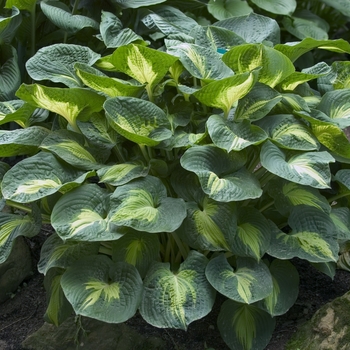 Hosta 'Dream Weaver' - Plantain Lily