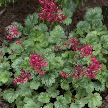 Heuchera - Coral Bells