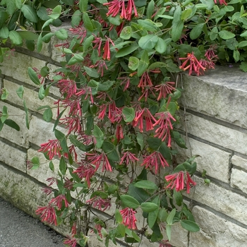 Lonicera sempervirens - Honeysuckle
