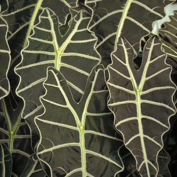 Alocasia amazonica - African Mask