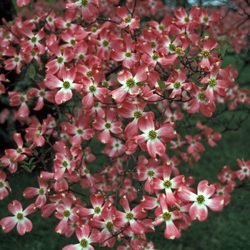 Cornus florida 'Cherokee Chief' - Cherokee Chief Flowering Dogwood