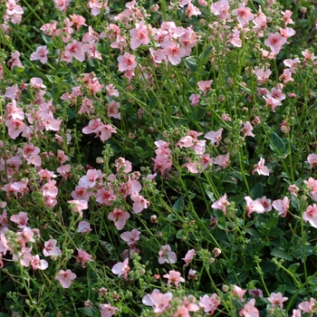 Diascia hybrid 'Genta&trade; Appleblossom' - Twinspur