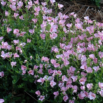 Diascia hybrid 'Genta&trade; Pink' - Twinspur