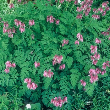 Dicentra formosa 'Luxuriant' - Fern-Leaf Bleeding Heart