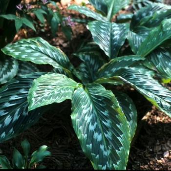 Kaempferia hybrid 'Grande' - Peacock Ginger