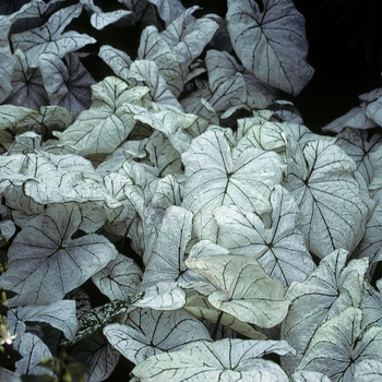 Caladium bicolor 'Candidum' - Angel Wings