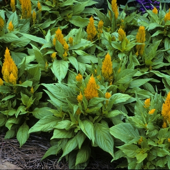 Celosia argentea plumosa 'Fresh Look Yellow' - Feather Celosia