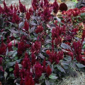 Celosia argentea var. plumosa 'New Look' - Feather Cockscomb