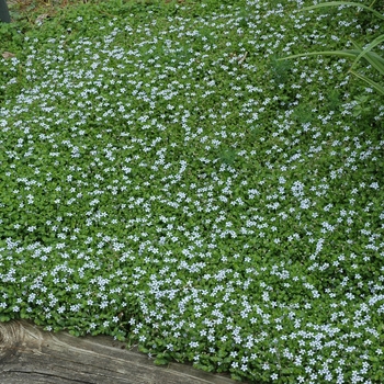 Laurentia fluviatilis - Blue Star Creeper