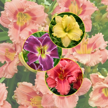 Daylily - Hemerocallis