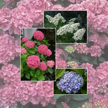 Multiple Varieties - Hydrangea