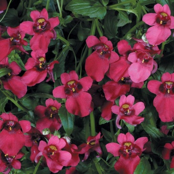 Diascia hybrid 'Twinspur' - Flying Colors&trade; Red