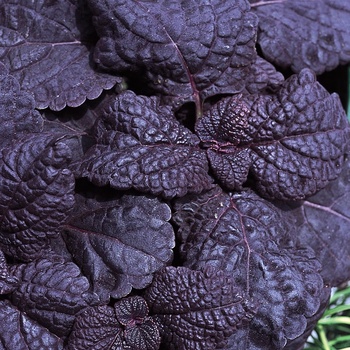 Solenostemon scutellarioides 'Coleus' - ColorBlaze™ Dark Star
