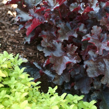 Heuchera 'Black Beauty' - Coral Bells