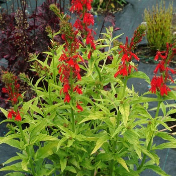 Lobelia Cardinalis - Cardinal Flower