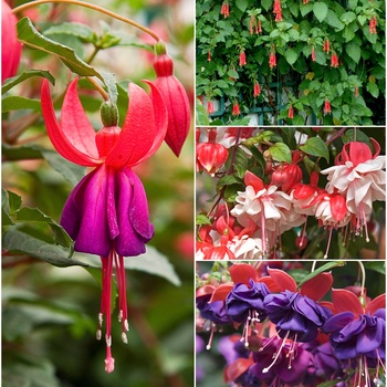 Mulitple Varieties - Fuchsia