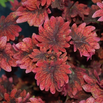 Coleus 'Gnash Rambler™ ' - Coleus