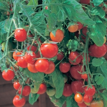 Lycopersicon esculentum 'Tumbling Tom' - Tomato Tumbling Tom