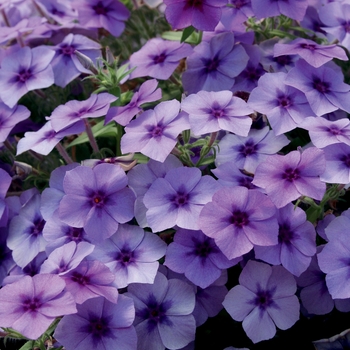 Phlox Intensia® Blueberry - Intensia® Blueberry