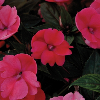 Impatiens 'Deep Rose' - SunPatiens&reg; Compact 