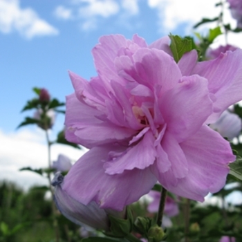 Hibiscus syriacus - Rose of Sharon