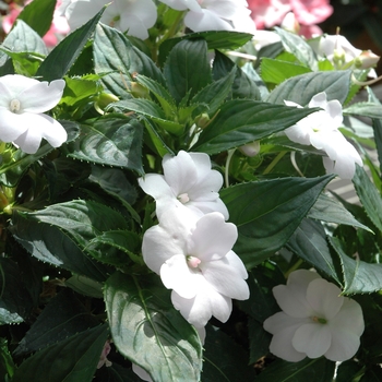Impatiens 'White' - SunPatiens&reg; Compact White