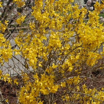 Forsythia x intermedia 'Lynwood Gold' - Golden Bell Forsythia