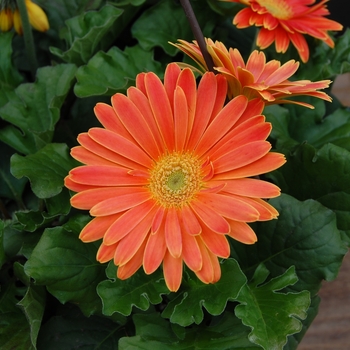 Multiple Varieties - Gerber Daisy