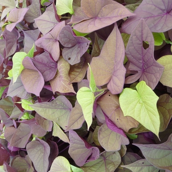 Ipomoea batatas 'Sweet Heart Red' - Ornamental Sweet Potato