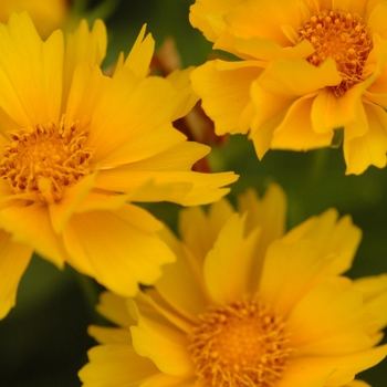 Coreopsis 'Presto' - Threadleaf Coreopsis